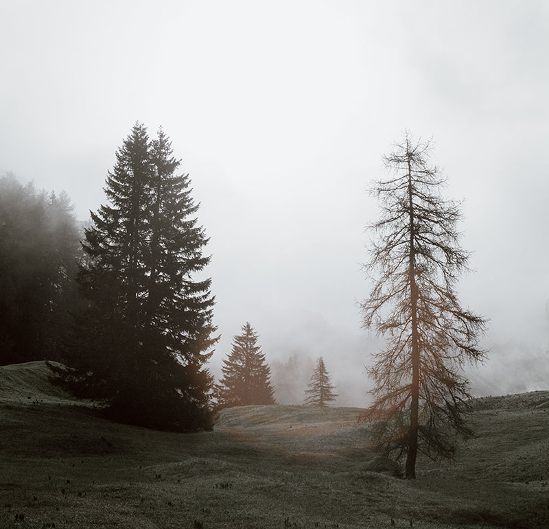 A winter landscape with fog surrounding pine trees. Imagery for the question how to get vitamin d in winter